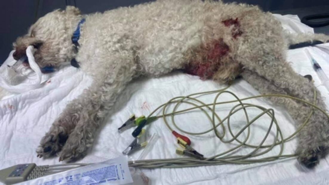 Video registra ataque a perro "Ramoncito" por pitbull y rottweiler