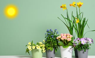 Primavera en México: las mejores flores para sembrar en esta estación; consulta aquí