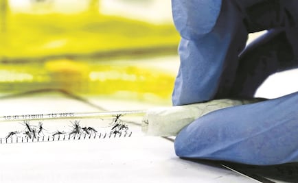 Aumentan casos de Zika en 19 días: Ssa