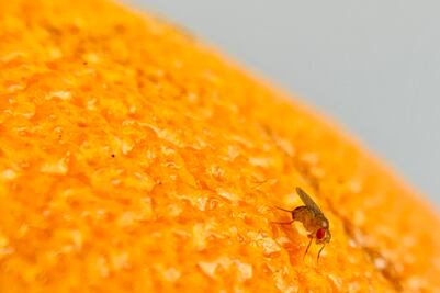 El confinamiento produce que las moscas coman más y duerman menos, tal y como lo hacen los humanos