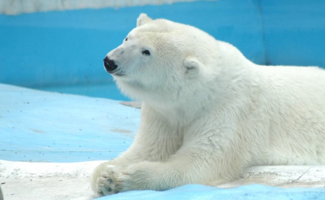 Yupik fue rescatada en Alaska en 1992, luego de que una excavación en glaciares acabara con su madriguera (Foto: Zoológico de Morelia)