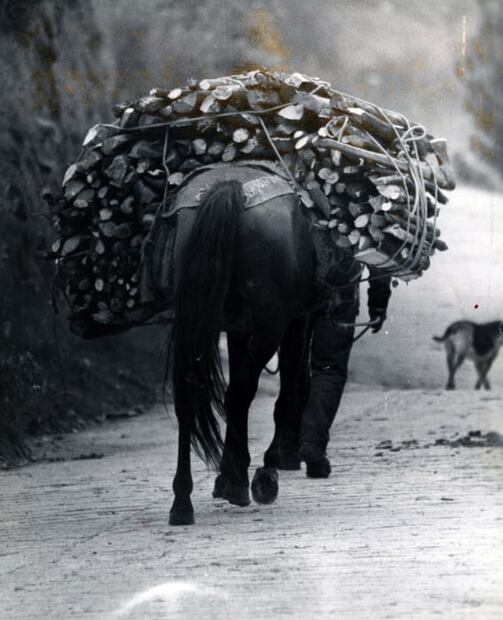 Tala ilegal, un viejo problema en México