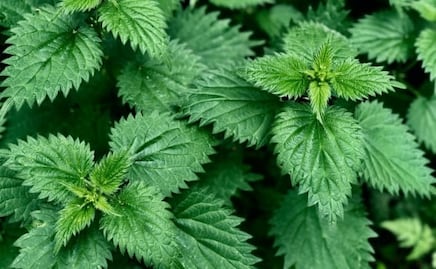 La conocida planta que es un tesoro medicinal y nutricional