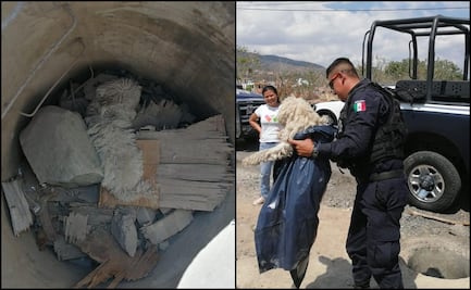 Policías rescatan un perro atrapado en alcantarilla en Michoacán