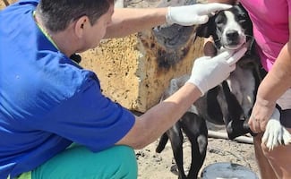 Rescatan a “Luna” y “Rocky” perritos mestizos en Veracruz; presentan desnutrición y anemia severa
