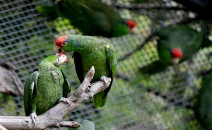 Parrot species in U.S. may rival that in native Mexico