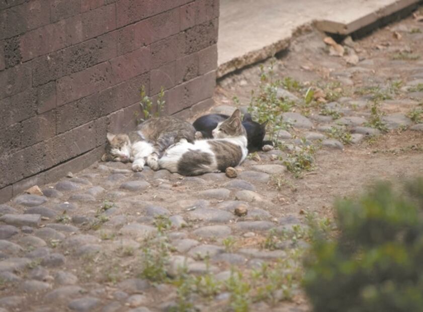 Los gatitos fifís que habitan en edificios de gobierno 