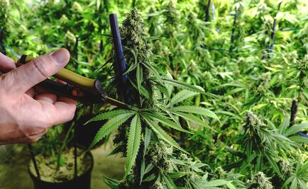 Así se vendía legalmente la marihuana en México