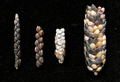 Teocintle, el ancestro a quien debemos el maíz 