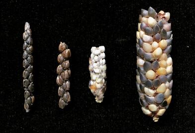 Teocintle, el ancestro a quien debemos el maíz 