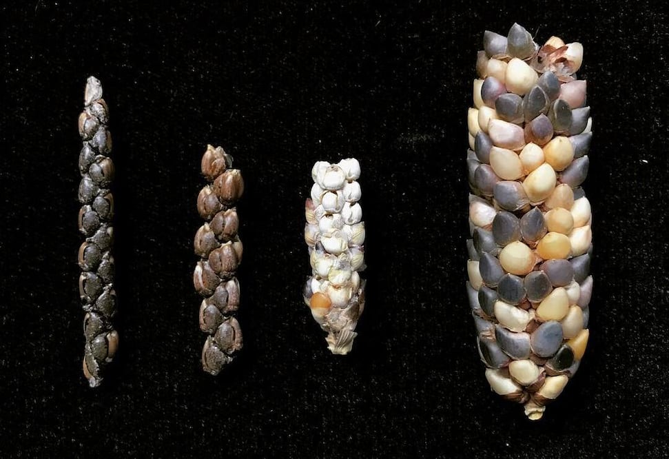 Foto: @fundaciontortilla