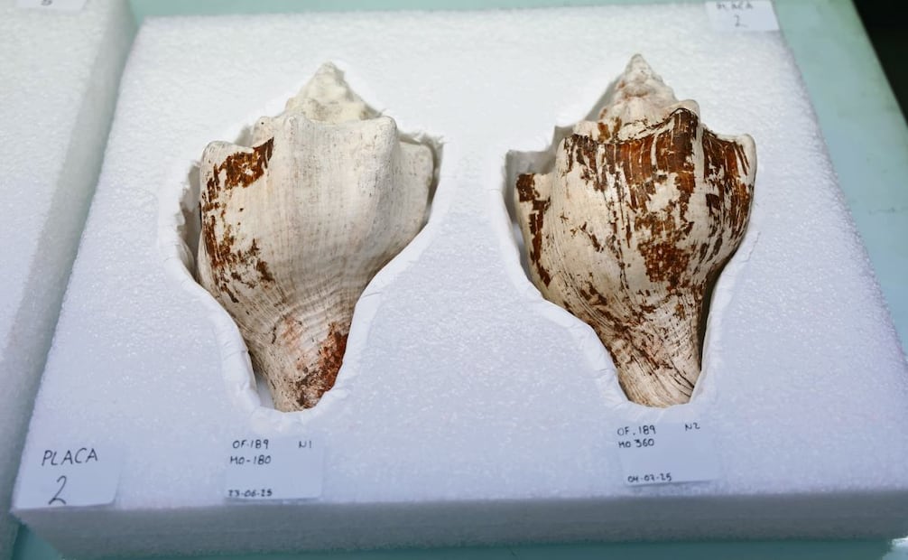 Figurillas que representaban a los dioses del agua, así como abundantes conchas y estrellas de mar, caracoles, erizos y varias especies de peces, como mantarrayas y tiburones fueron hallados durante la investigación. Foto: Fernanda Rojas / EL UNIVERSAL