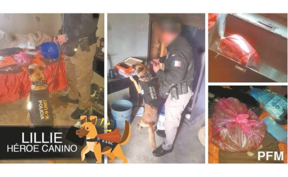 Cumplen misión; Fiscalía pone en venta a perros