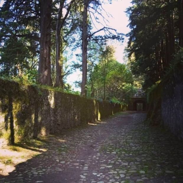¿Baño de bosque? Vive la experiencia en el Desierto de los Leones
