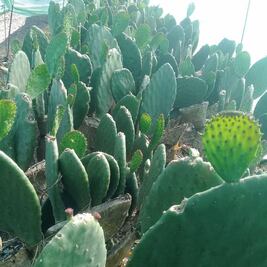 Campesinos reportan pérdidas tras helada en Teotihuacán 
