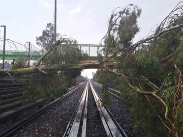 VIDEO: ¡Otra vez! Árbol cae sobre vías del Metro, ahora en la Línea B; el servicio ya fue restablecido