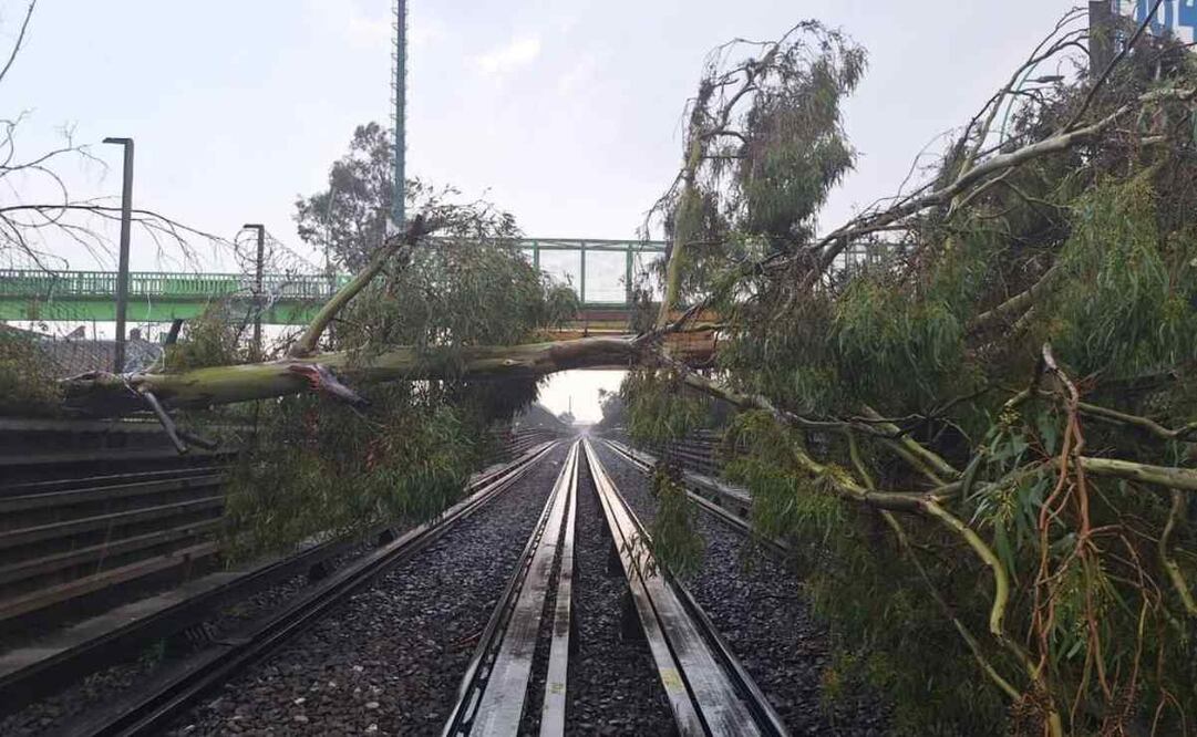 Las fuertes lluvias ocasionaron el desplome de un sujeto forestal de aproximadamente diez metros de altura sobre la avenida Central en la colonia San Juan de Aragón alcaldía Gustavo A. Madero este 18 de septiembre de 2024. Foto: Especial