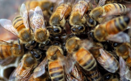 Muere en ataque de abejas por proteger a su hijo