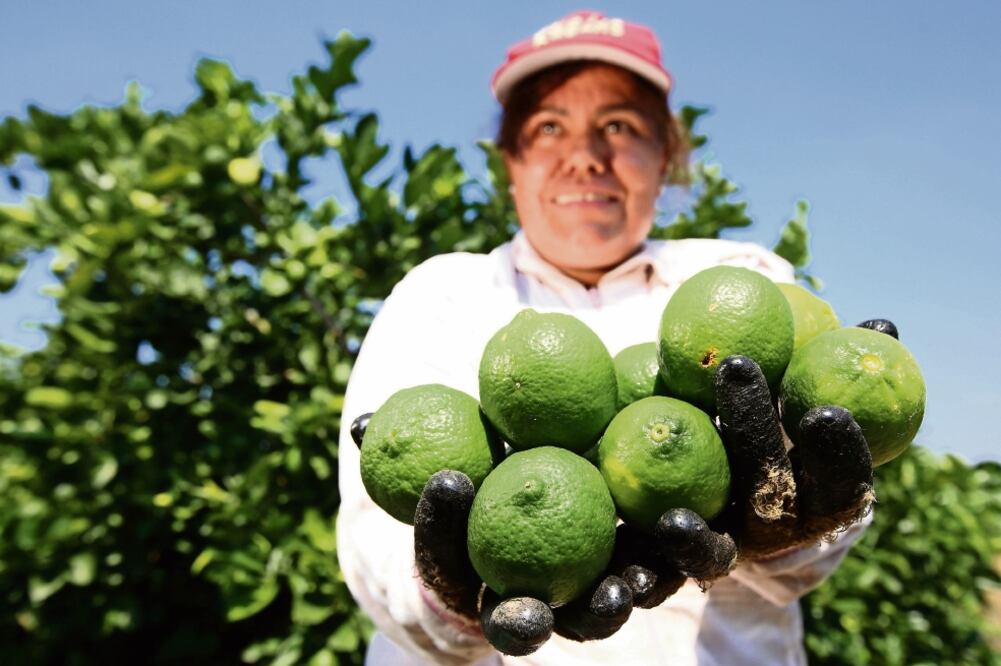 El tratado comercial busca aumentar la presencia de productos nacionales emblemáticos, indica el informe de la Cámara Baja (ARCHIVO EL UNIVERSAL)
