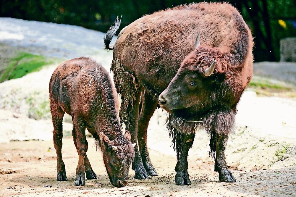 Autoridades de la Ciudad de México confirmaron a mediados de julio pasado la muerte de una hembra de bisonte americano (ARCHIVO EL UNIVERSAL)