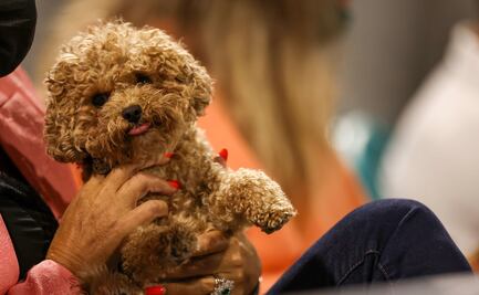 Golpes de calor en primavera también afectan a tus mascotas