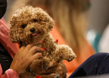 Golpes de calor en primavera también afectan a tus mascotas