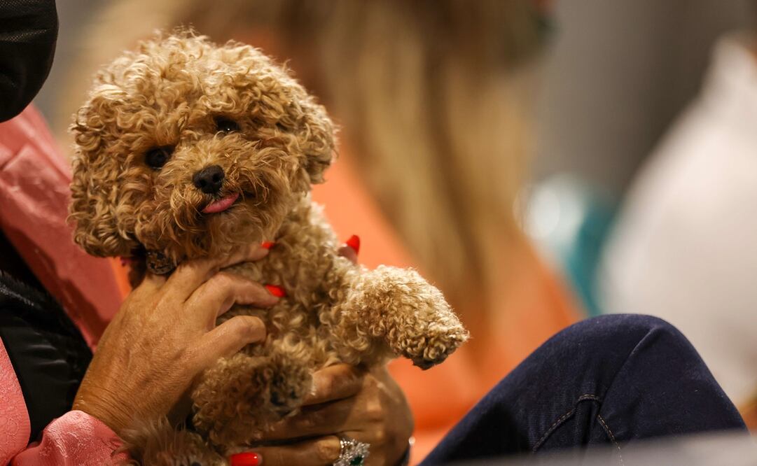 Foto: Mark Brown/Getty Images/AFP, archivo