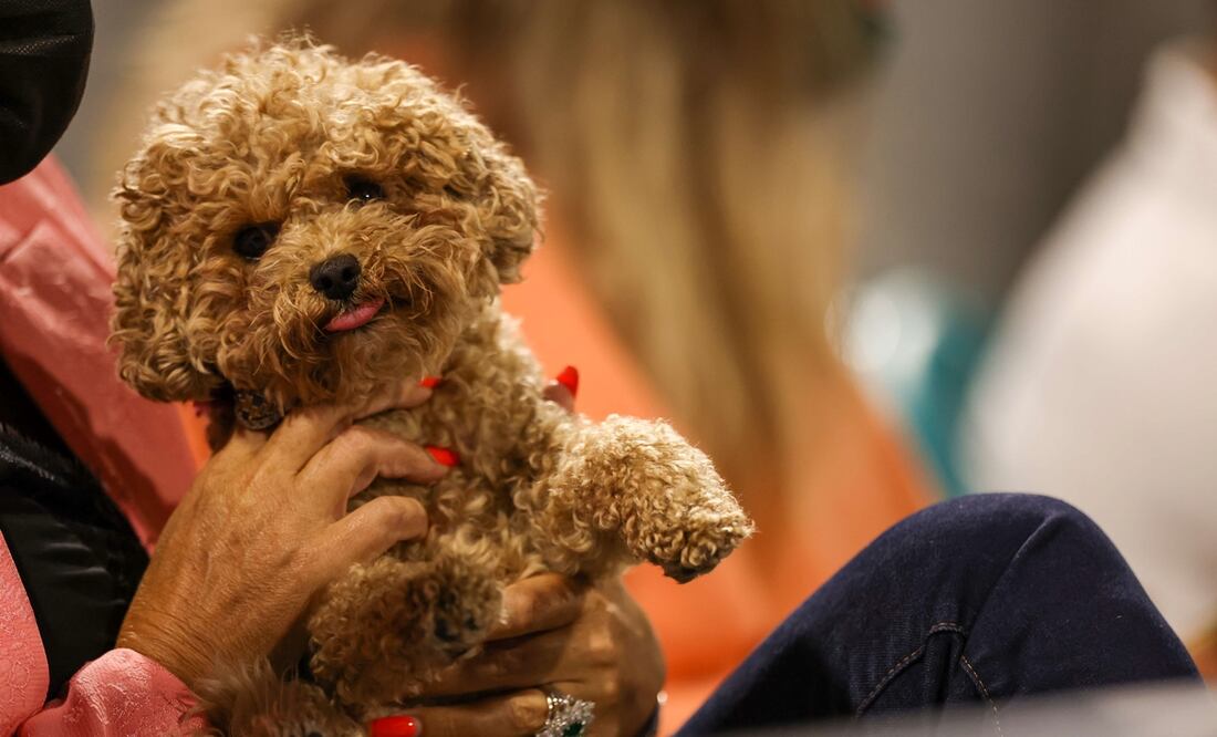 Foto: Mark Brown/Getty Images/AFP, archivo