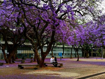 Jacarandas, los árboles que llegan con la primavera; regalo de un inmigrante japonés