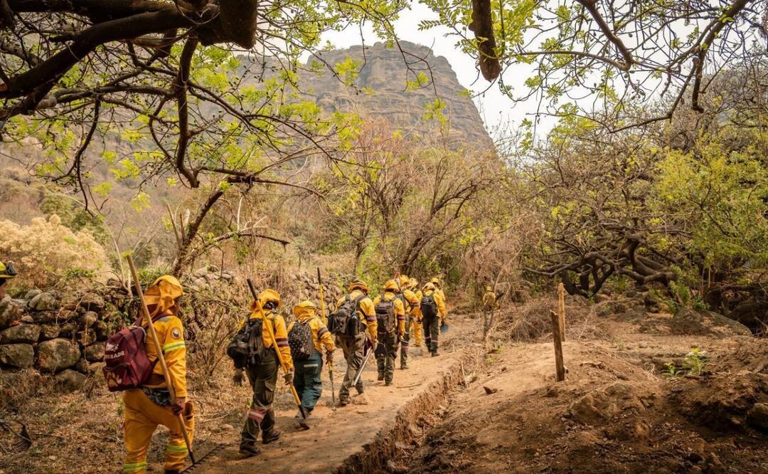 Van 793.5 hectáreas dañadas por incendios forestales. Foto: Especial