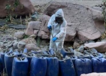 Localizan 9 nuevos laboratorios clandestinos en municipios de Sinaloa; suman 170 asentamientos ilegales desmantelados