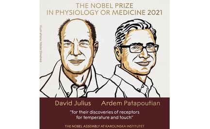 Otorgan Nobel de Medicina 2021 a descubridores de receptores para la temperatura y el tacto