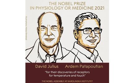 Otorgan Nobel de Medicina 2021 a descubridores de receptores para la temperatura y el tacto