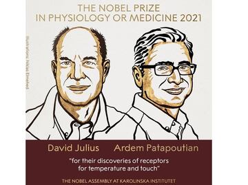 Otorgan Nobel de Medicina 2021 a descubridores de receptores para la temperatura y el tacto