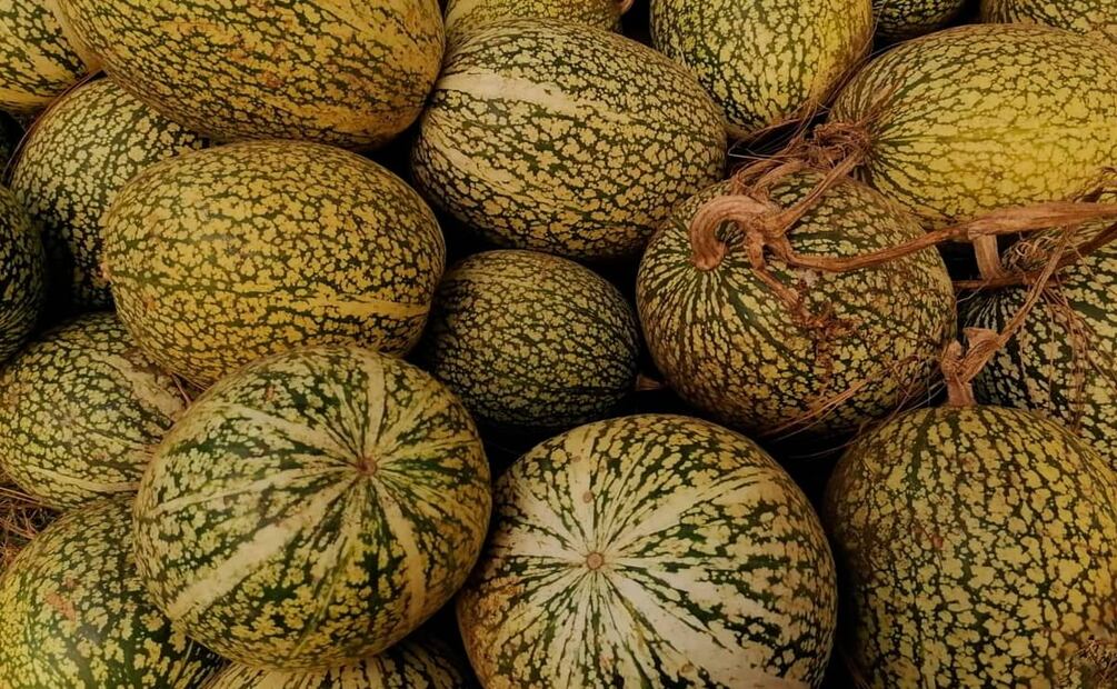 El chilacayote es apreciado por su versatilidad, desde sopas y guisos hasta dulces tradicionales. Foto: Stock Vault.