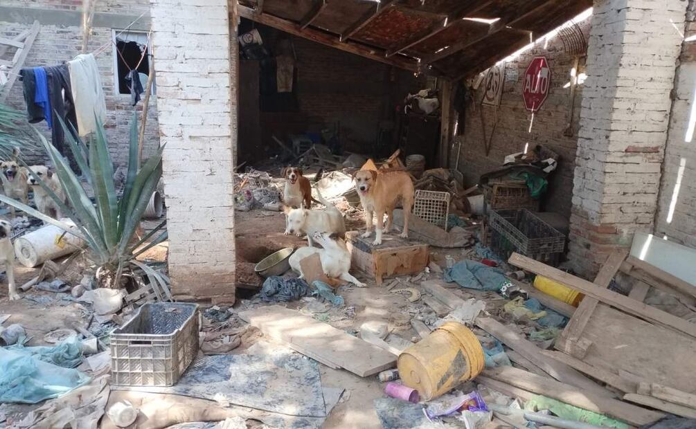 Rescate de 25 perritos durante cateo en vivienda de Sonora (06/05/2025). Foto: Fiscalía de Sonora