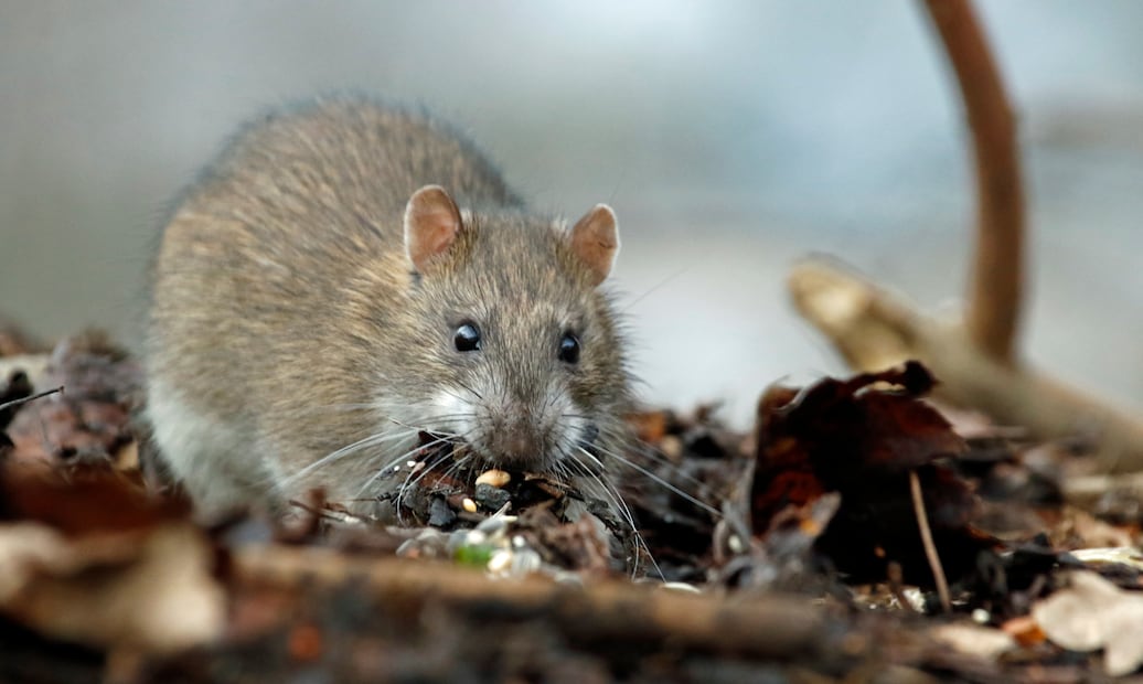 Rata zoonosis ciencia