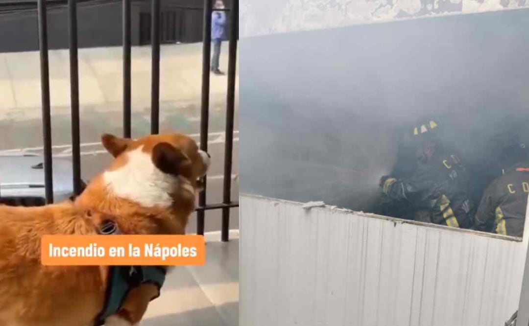 Un perro responde a los ladridos de los caninos atrapados en el edificio en llamas en la Nápoles Foto: Especial
