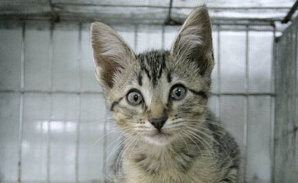 Policía busca a misteriosa persona que rapa gatos en Virginia