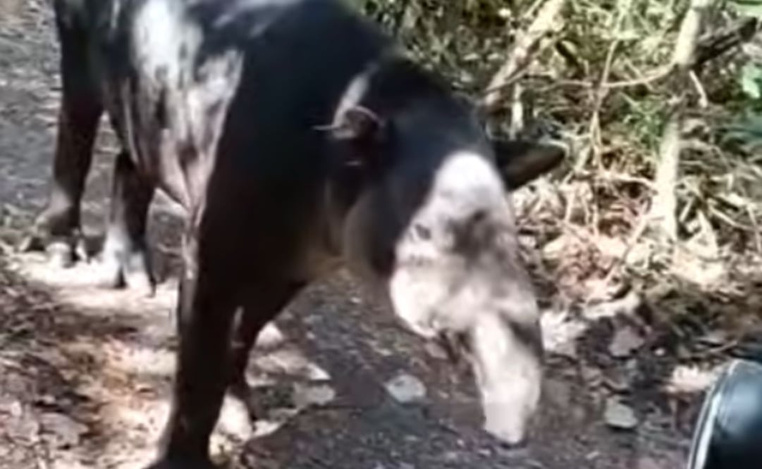 Conanp y Senasica atienden caso de tapir centroamericano con miasis por gusano barrenador del ganado en el municipio Hopelchén, Campeche. Foto: Especial