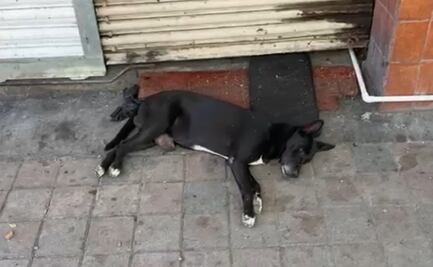 “Hachiko de Culiacán" espera a su dueño que fue asesinado en Sinaloa; ONG lo rescata para curarlo