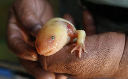 Protegen al ajolote de la extinción estudiando a sus "parientes"