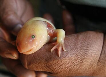 Protegen al ajolote de la extinción estudiando a sus "parientes"