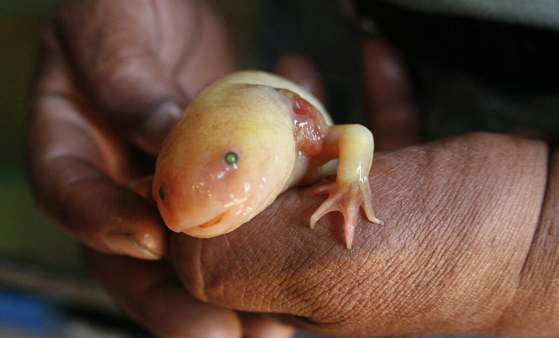 Foto: Archivo El Universal