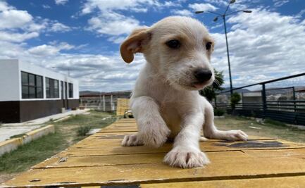 Rescatan a 442 perros y gatos en la ciudad de Puebla