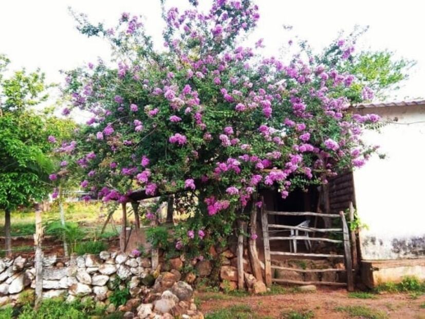 Buckingham sí está en México, conoce este peculiar destino