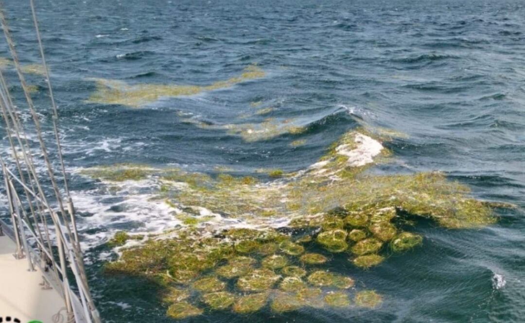 Mancha de sargazo que avanza hacia las costas de Yucatán (18/06/2025). Foto: Especial