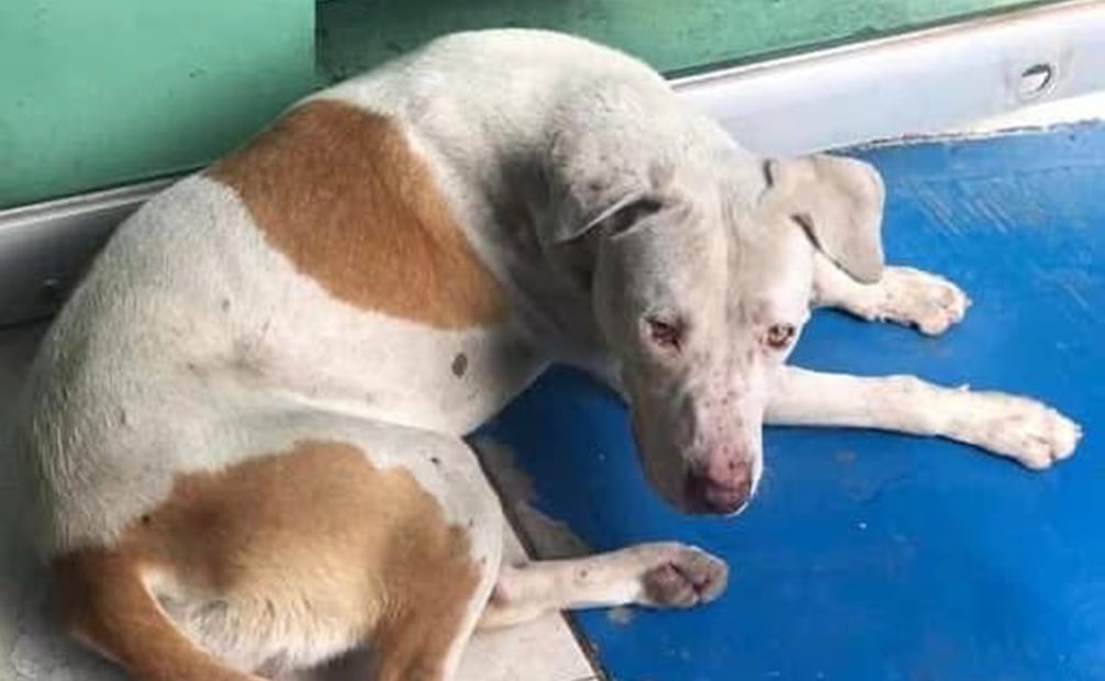 Perrito "El Güero" pierde la vida tras ser alcanzado por un cohetón lanzado por una joven de 15 años. Foto: Redes sociales