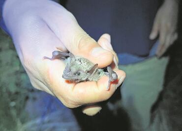 Protegen a los murciélagos para salvar al maguey