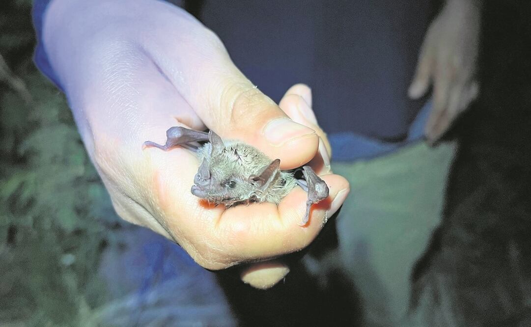 La idea de Bat friendly es que las empresas dejen los magueyes florecer para alimentar a los murciélagos. Foto: ESPECIAL